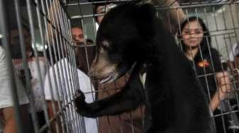 Barang bukti perdagangan satwa dilindungi, Orangutan (Pongo Pygmaeus) dan Beruang Madu (Helarctos Malayanus) serta Macan Dahan (Neofelis Nebulosa) saat rilis di Polda Metro Jaya, Jakarta, Selasa (4/4).