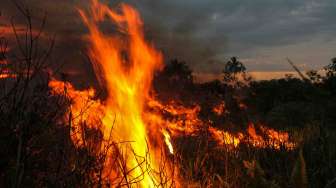 10 Hektar Lahan Gambut di Aceh Terbakar