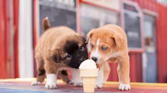 Di Negara Ini Ada Kafe yang Menyajikan Es Krim untuk Anjing