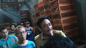 Djarot Janji Modernisasi Rumah Potong Ayam Kampung Pluis