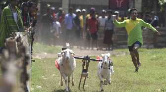 Karapan kambing di Probolinggo, Jawa Timur, Sabtu (22/4).