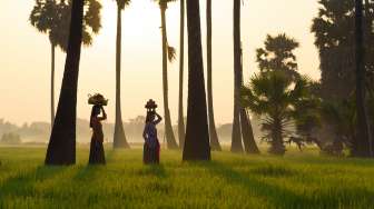 Sang Hyang Dedari, Ritual Sakral Masyarakat Bali Jelang Panen