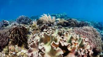 Mengenal Coral Bleaching, Salah Satu Indikator Pemanasan Global