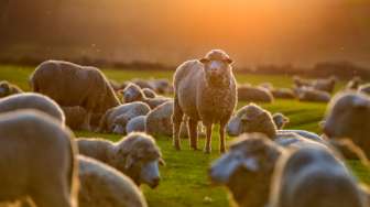 Cara Unik Pemerintah Jerman Bujuk Warganya Mau Divaksin, Siapkan 700 Ekor Domba