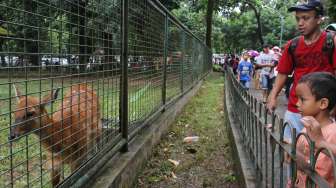 Kebun Binatang Ragunan. (Suara.com/Oke Atmaja)