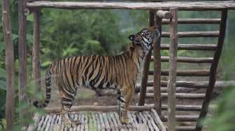 Harimau Sumatera (Panthera tigris sumatrae) bernama Leony saat berada di enklosur seluas 50x50 meter di Pusat Rehabilitasi Harimau Sumatera Dharmasraya (PR-HSD) di Dharmasraya, Sumatera Barat, Sabtu (29/7/2017). [Antara/Rosa Panggabean]