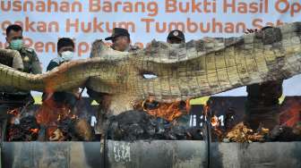 Petugas melakukan pemusnahan barang bukti satwa liar di kantor Balai Konservasi Sumber Daya Alam (BKSDA) Jambi, Telanaipura, Jambi, Minggu (30/7).