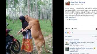 Potret Sapi dengan Majikannya Ini Bikin Terenyuh