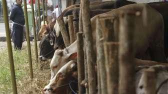 Penjual sapi Qurban di kawasan Matraman, Jakarta, Senin (14/8).