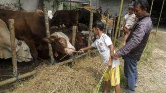 Penjual sapi Qurban di kawasan Matraman, Jakarta, Senin (14/8).