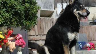 Terenyuh, Anjing Ini Jaga Makam Majikannya Selama 10 Tahun