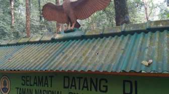 Bosan di Pantai Belok ke Hutan? Kemah Seru Bisa Jadi Pilihan