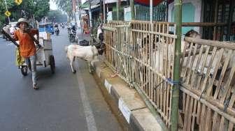 Pedagang hewan kurban di kawasan Cikini, Jakarta, Sabtu (26/8).