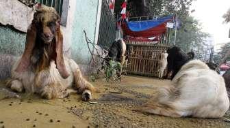 Pedagang hewan kurban di kawasan Cikini, Jakarta, Sabtu (26/8).