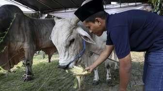 Sapi Kurban Jokowi-JK di Masjid Istiqlal