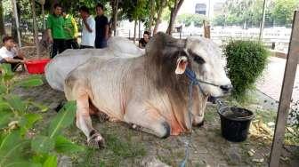 Cerita Pembawa Sapi Qurban Jokowi dari Tuban ke Masjid Istiqlal