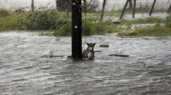 Nasib Anjing-anjing Tak Beruntung di Tengah Badai Harvey