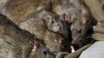 CEK FAKTA: Bukan Jenis Baru, China Melaporkan Ada Kasus Hantavirus