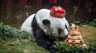 Panda Tertua di Dunia Mati di Usia 37 Tahun