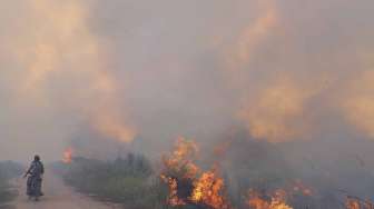 Kebakaran Lahan di Desa Pulau Negara