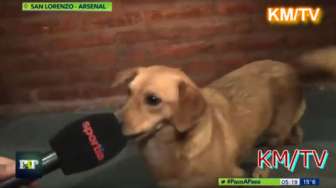 Video Unik, Anjing Diwawancarai Usai Merecoki Laga Liga Argentina