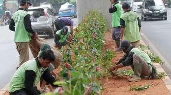 Petugas Suku Dinas Kehutanan menanam pohon pacin pentul (kostus) di bawah flyover sepanjang Jalan Kapten Tandean, Jakarta, Selasa (26/9).