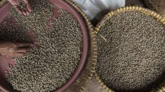 Target Produksi Kopi Indonesia