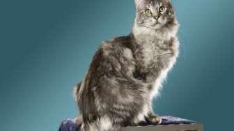 Ini Dia Kucing Tertinggi dan Berekor Terpanjang di Dunia