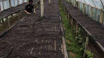 Shelter Kopi Sunda Hejo, Gunung Puntang, Kabupaten Bandung, Jawa Barat, Senin (2/10).