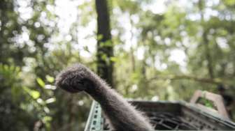 Pelepasliaran Owa Jawa di Kawasan Cagar Alam Gunung Tilu, Kabupaten Bandung, Jawa Barat, Kamis (5/10).