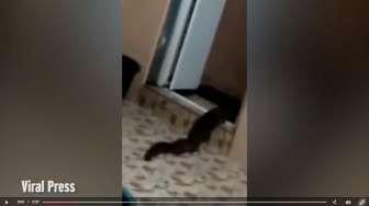 Ngeri, Hewan Menjijikkan Merangkak Keluar dari Toilet