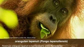 Jadi Spesies Baru, Orangutan Tapanuli Jadi Trending Topic