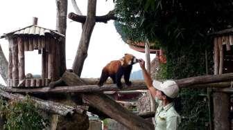 Weekend! Mau Berwisata ke Taman Safari Bogor, Catat Ketentuannya