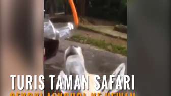 Ini Video Turis Taman Safari Cekoki Hewan dengan Miras