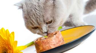 Cat Lovers Wajib Tahu! Ini Pentingnya Protein dalam Makanan Kucing