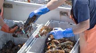Luhut Binsar Pandjaitan Evaluasi Kebijakan Ekspor Benih Lobster