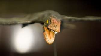 Ditemukan! Ratusan Fosil Telur Reptil Terbang di Cina