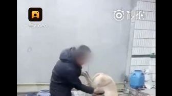 Kalah Balapan, Anjing Dibanting-banting sampai Mati