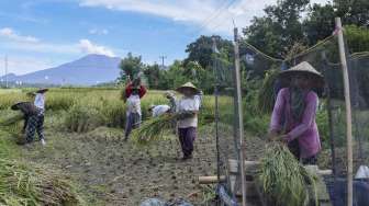 Petani menggarap lahan pascapanen di kawasan sekitar Gunung Agung di Sidemen, Karangasem, Bali, Sabtu (9/12).