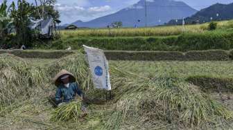 Petani menggarap lahan pascapanen di kawasan sekitar Gunung Agung di Sidemen, Karangasem, Bali, Sabtu (9/12).