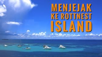 Rottnest Island, Pulau dengan Hewan "Paling Bahagia di Muka Bumi"