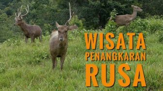 Liburan 2018, Wisata Alam di Penangkaran Rusa Cariu!