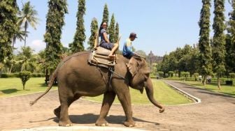 2018, 4 Wisatawan Pertama Candi Borobudur Tunggangi Gajah