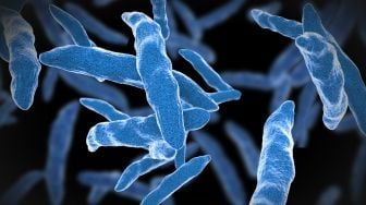 Ilmuwan Menemukan Gen yang Membuat Bakteri Tuberkulosis Resisten Terhadap Obat