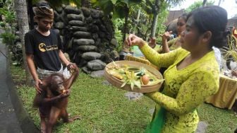 Hari Tumpek Kandang atau hari suci khusus untuk binatang peliharaan di Bali Zoo, Gianyar, Sabtu (21/1). 