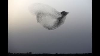 Formasi aneh sekaligus indah dari kawanan besar burung jalak yang terbang seolah-olah sedang menari bersama, Minggu (22/1/2018), di kawasan Gurun Negev, wilayah Rahat di selatan Israel. [Menahem Kahana/AFP]