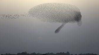 Tarian Burung Jalak di Udara Israel