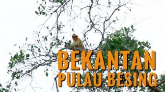 Wisata Alam di Pulau Besing, Rumah bagi Bekantan