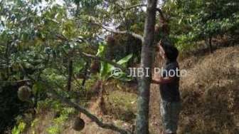 Durian Kawuk Khas Segulung, Dijual Jika Jatuh atau Matang Pohon