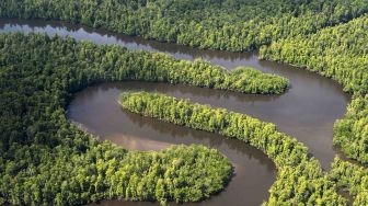 Luas Hutan di Papua